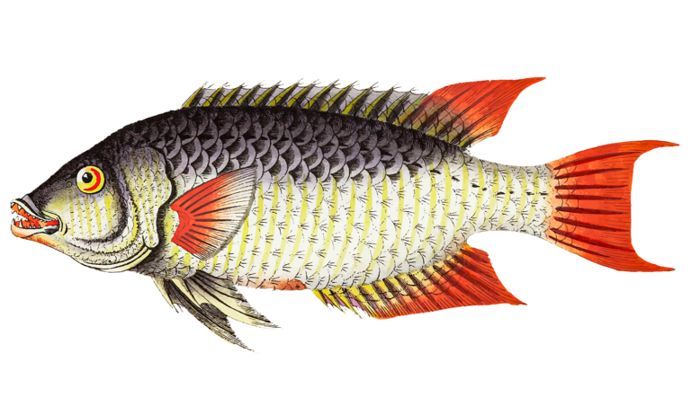Stories from Sea of Galilee – Tilapia